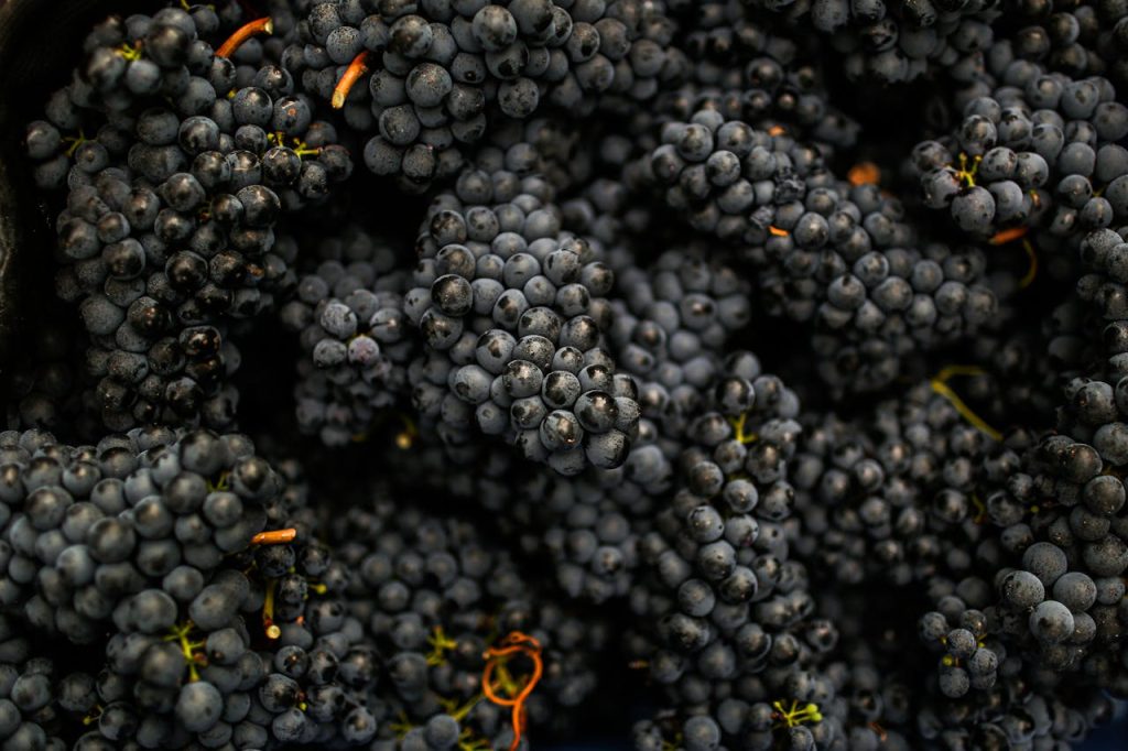 Grappes de raisins rouges