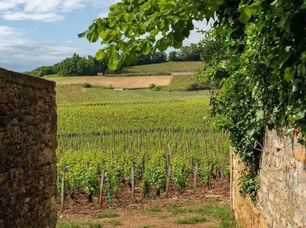 Atelier oenologique à Bellevigne Bourgogne dans Bourgogne - Atelier "au coeur de la vigne"