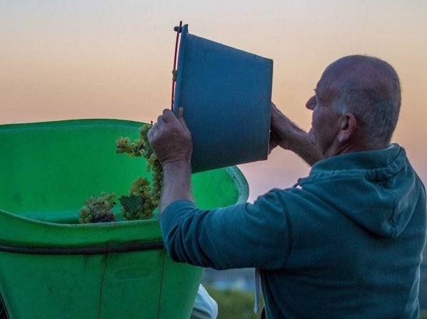 De la vigne au verre, vivez l'expérience vigneron