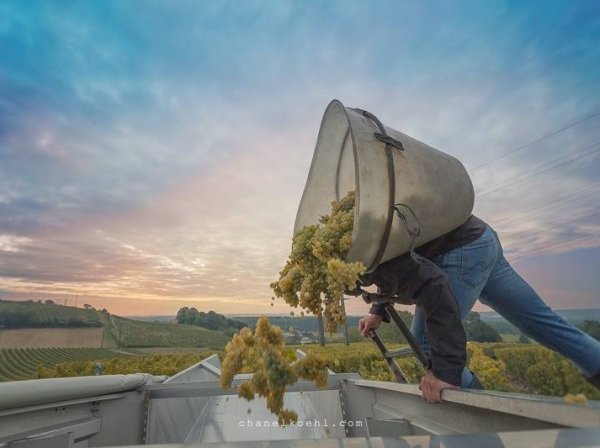 Vendangeur d'un jour en Loire le 5 octobre